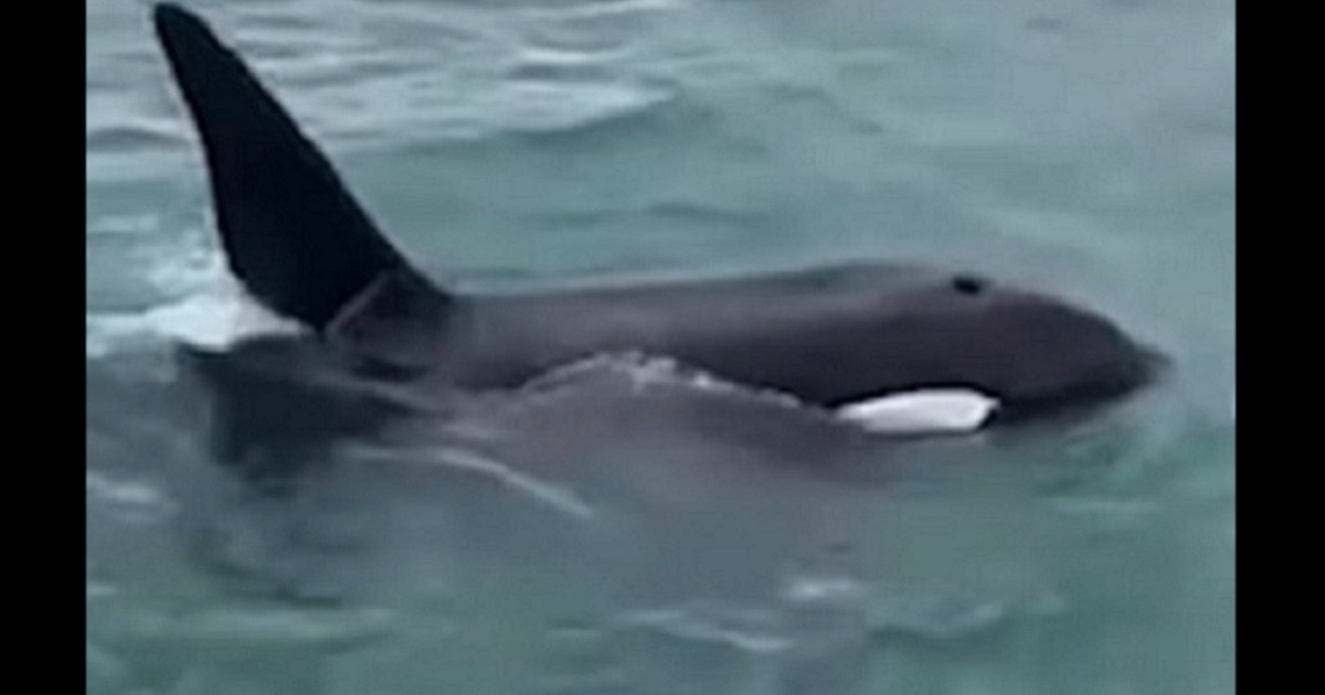Man Fined for ‘Body Slamming’ Killer Whale – Video Leaves Viewers Stunned