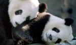 Giant pandas Yang Yang, left, and Lun Lun are pictured in a 1999 file photo in their then-new home Zoo Atlanta. The pandas, along with two offspring born in Atlanta in 2016, are returning to China at the expiration of a 25-year-loan agreement.