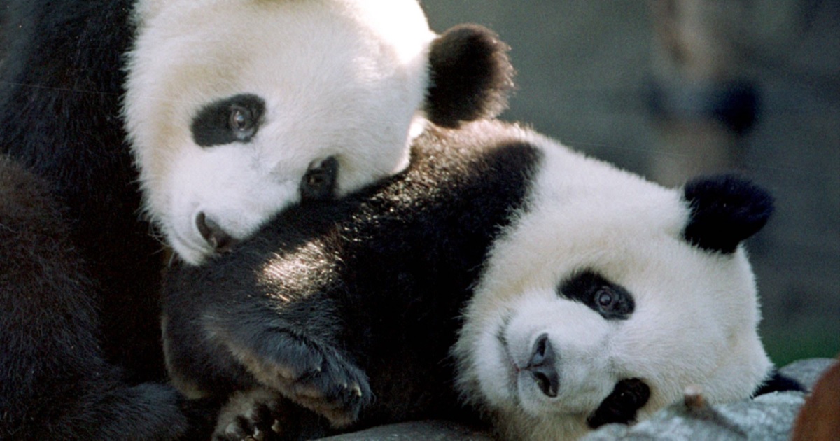 NextImg:Last Giant Pandas Remaining in American Zoos Being Taken Back by China