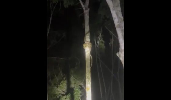 This X screen shot shows a snake climbing a tree.