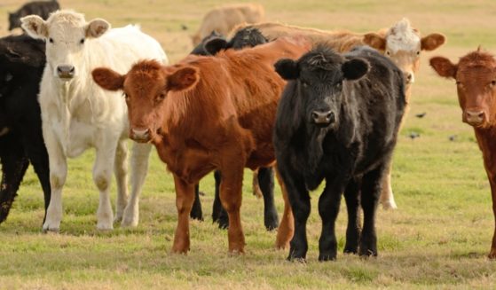 Texas cattle on a ranch are pictured in a stock photo.