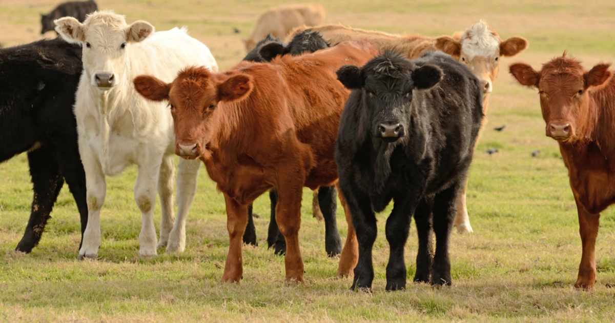 Texas cattle on a ranch are pictured in a stock photo.