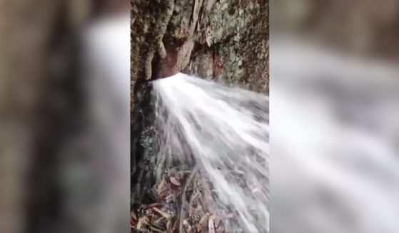 a tree in the forest apparently gushing water
