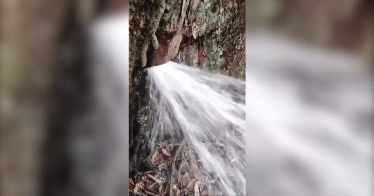 Tree Spewing Water Jet Video Goes Viral with 6 Million Views – Uncover the Fake Detail!