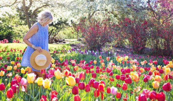 In this photo, a woman is walking through a field of tulip flowers while holding her hat in her hand.