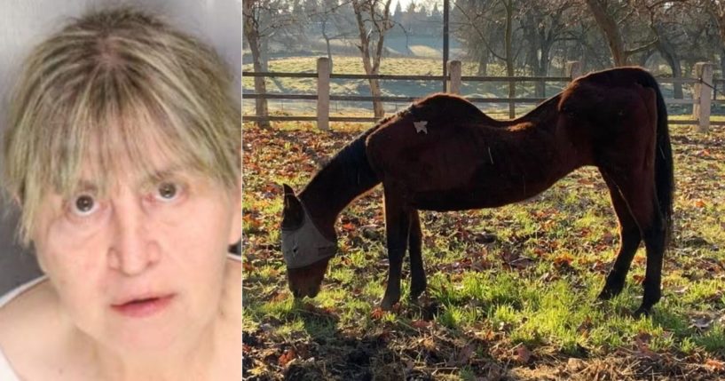 Woman Arrested After Over 50 Dead Animals Discovered, Starving Horse ...