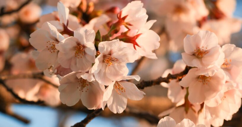 The sun rises over the blooming cherry blossoms at the Tidal Basin in Washington, D.C., on March 27.