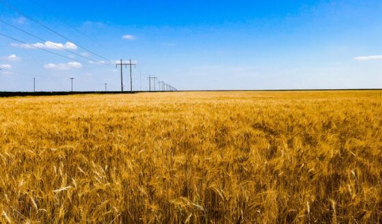 A wheat field on the American plains.
