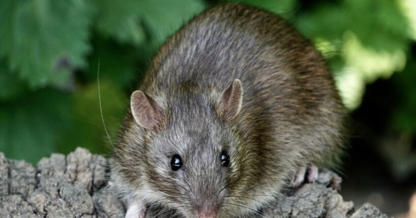 A rat sits on a log in the summer sunshine at a nature reserve in Staffordshire, United Kingdom.