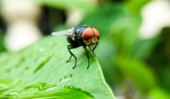 The New World screwworm fly, or screwworm for short, is a species of parasitic fly that is well known for the way in which its larvae eat living tissue.