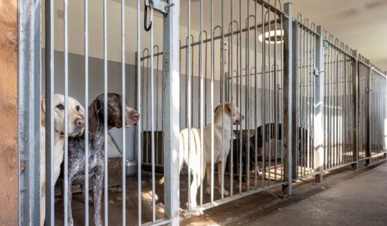 A wide shot of several enclosures containing dogs in a gun-dog kennels in Northeast England.