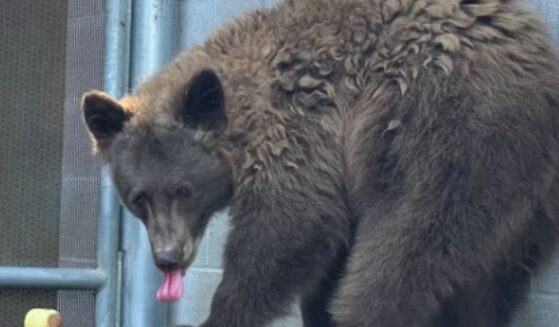 A wild black bear infiltrated the Sequoia Park Zoo in Eureka, California, on Oct. 17, 2025.