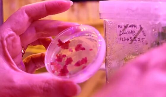 A gloved hand holds food material in a Petrie dish as scientists work on a 3D printer produced pastry in a laboratory in Rome.