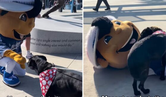 The Los Angeles Dodgers "performance character" (otherwise known as a mascot) frolics with Waldomar, a black Labrador who failed to find a new home at an adoption event Sunday.