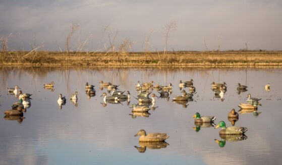 Decoys of various duck species, including mallard, pintail, gadwall, and teal.