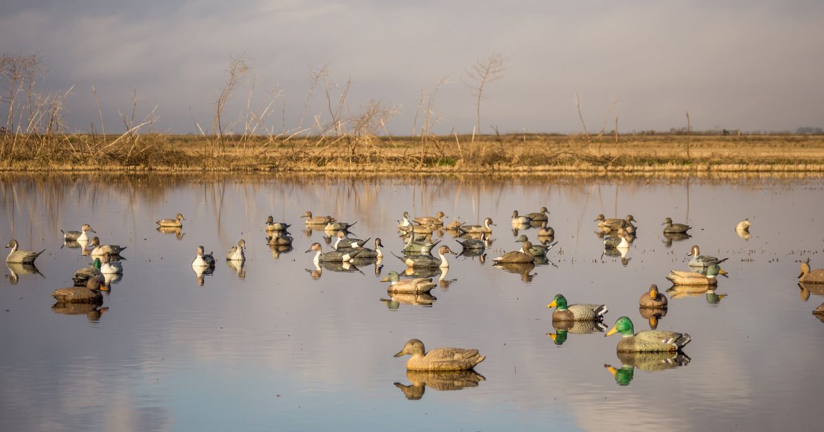 Decoys of various duck species, including mallard, pintail, gadwall, and teal.