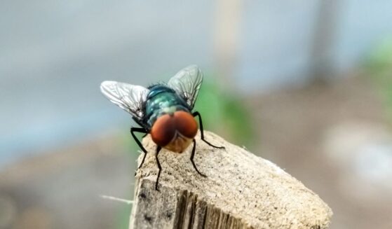 Cochliomyia hominivorax, the New World screwworm, is a species of parasitic fly that is well known for the way in which its larvae eat living tissue.