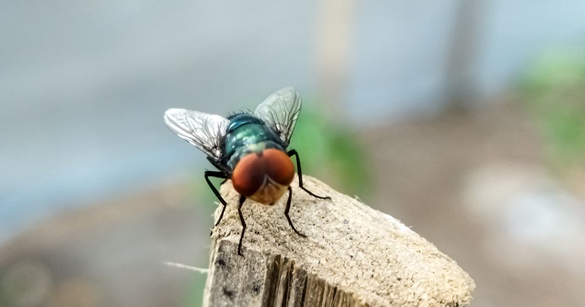 Texas Issues Disaster Declaration as Flesh-Eating Parasite Spreads North from Mexico