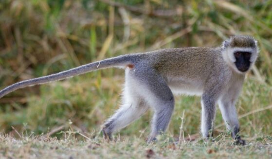 A Vervet Monkey is seen walking in Grumeti, Tanzania.