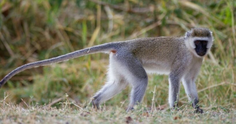 A Vervet Monkey is seen walking in Grumeti, Tanzania.