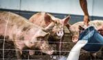 Photo of a farmer pouring a white liquid to a trough in a pig stall to feed three hungry pigs.