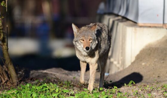A photograph of a coyote walking between homes in an urban area.