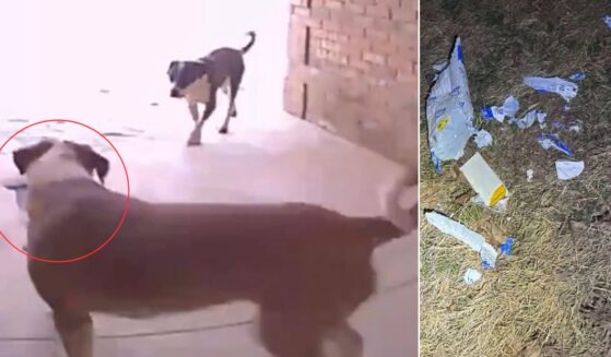 A doorbell camera caught the "pooch pirates" in the act.