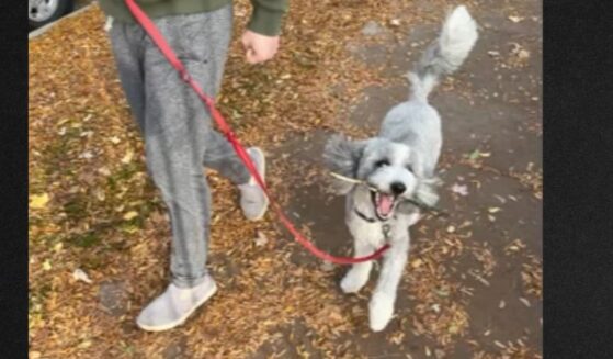 Two good Samaritans spotted the dog at a Chicago department store and contacted authorities.