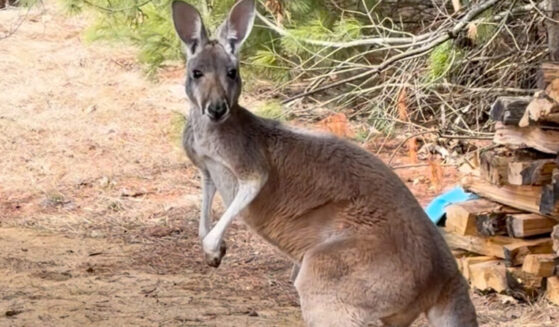 This image made from video provided by Debbie Marland shows Chesney the kangaroo near Sunshine Farm in Necedah, Wisconsin, Saturday.