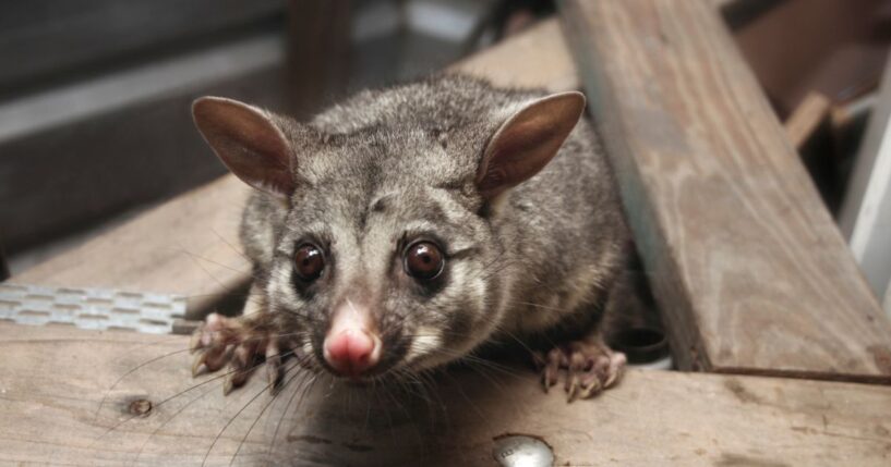 A cheeky Australian brushtail possum thinks it's found a nice home in the shed roof.