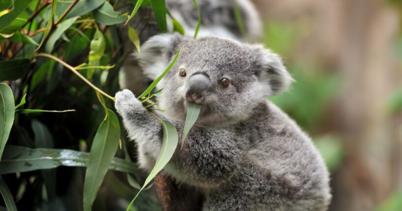 A close-up of a young koala bear on a tree eating eucalyptus leaves.
