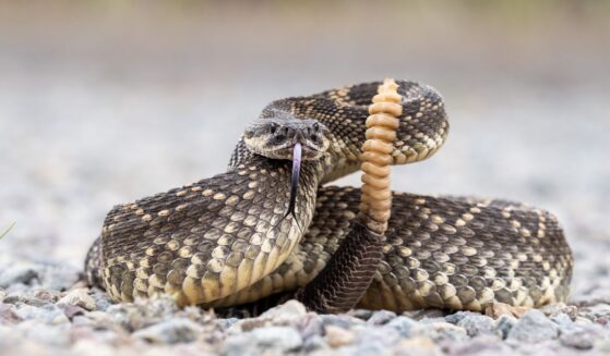 A rattlesnake coiled and ready to strike.