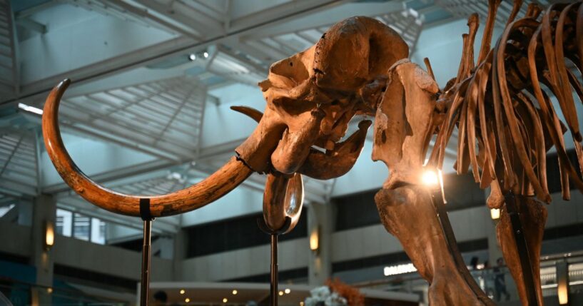 The remains of a 12,000-year-old woolly mammoth, nearly 12 feet tall, is seen on display in Hong Kong in a file photo dated Aug.15, 2024. A similar woolly mammoth exhibit was damaged last weekend at a museum in Missouri when a visitor reportedly tried to hang from one of the tusks, which broke off and hit the floor, shattering in multiple pieces.
