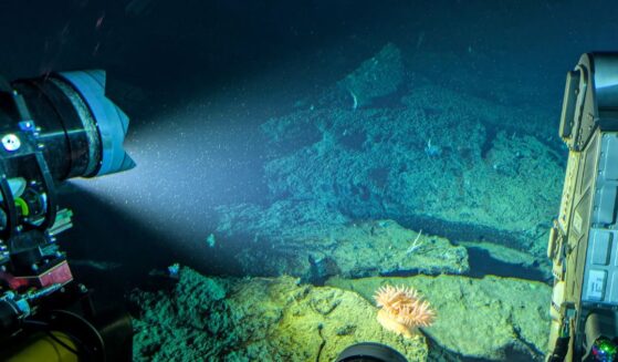 This picture taken on Jan. 9, 2026, shows an anemone 900 meters deep being filmed by OceanX submersible Nadir off Indonesia's Sulawesi island.