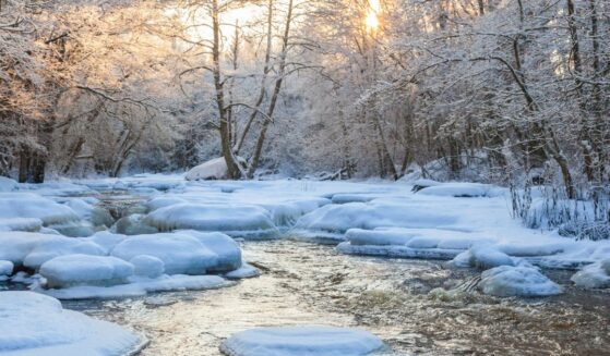 A flowing river in a wintry forest.