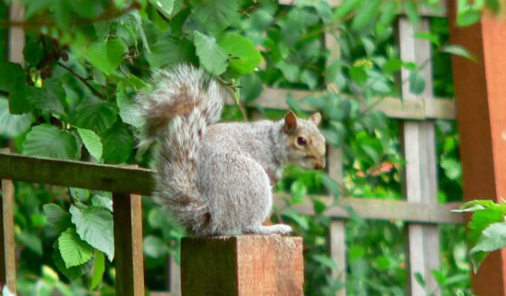 A grey squirrel sneaking around a residential city garden in England.