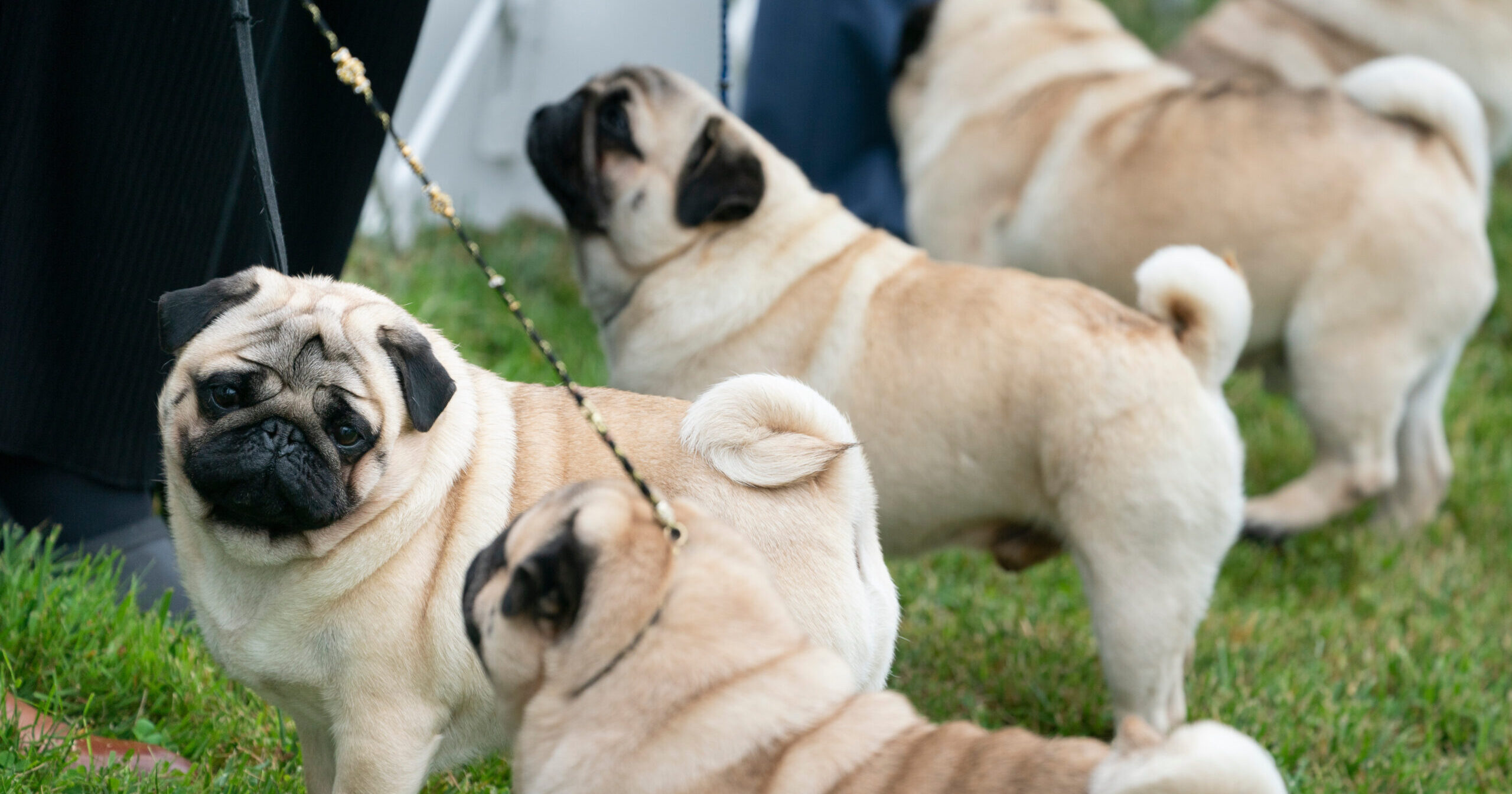 The pug group is judged outside at the 145th Annual Westminster Kennel Club Dog Show on June 12, 2021, in Tarrytown, New York.