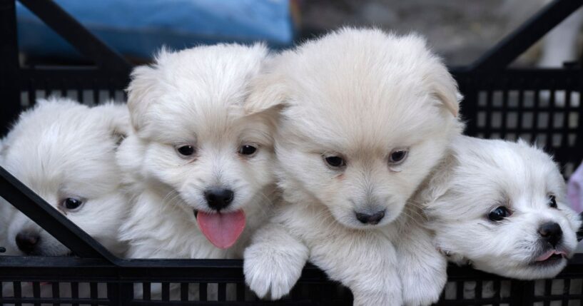 Four Pomeranian puppies.