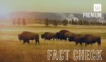A herd of bison crosses a meadow in Yellowstone National Park.
