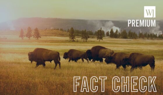 A herd of bison crosses a meadow in Yellowstone National Park.