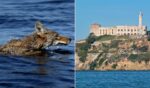 A coyote was spotted on Alcatraz who likely had to swim the whole way to get there.