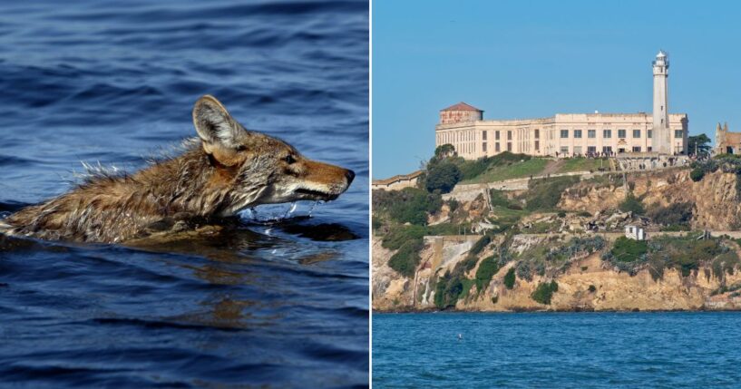 A coyote was spotted on Alcatraz who likely had to swim the whole way to get there.
