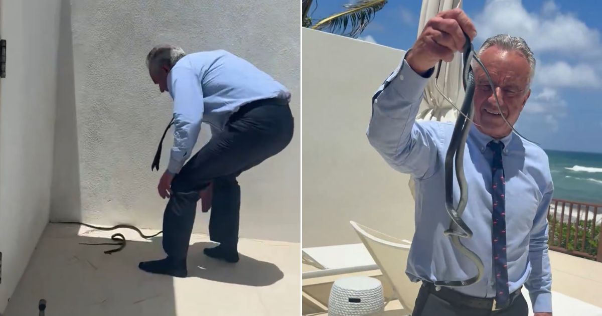 Robert F. Kennedy Jr. cornered the two slithering serpents and grabbed them with his bare hands, getting bitten at least once.
