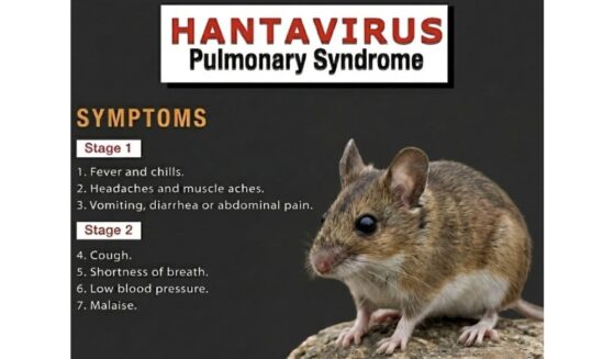  Andes hantavirus has been shown to spread person-to-person. Add that to a confined ship, shared air systems, and weeks of silent incubation, and you have a perfect storm.