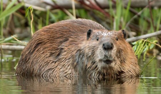 Looking up after chewing on the branch of a willow tree, a large beaver soaks near the shoreline of Bear Creek, which feeds into the South Platte River just outside Denver, Colorado.