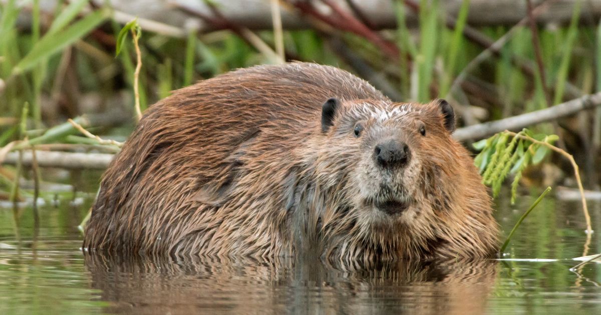 Looking up after chewing on the branch of a willow tree, a large beaver soaks near the shoreline of Bear Creek, which feeds into the South Platte River just outside Denver, Colorado.