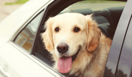 A young golden retriever sitting in a car looking out the window.