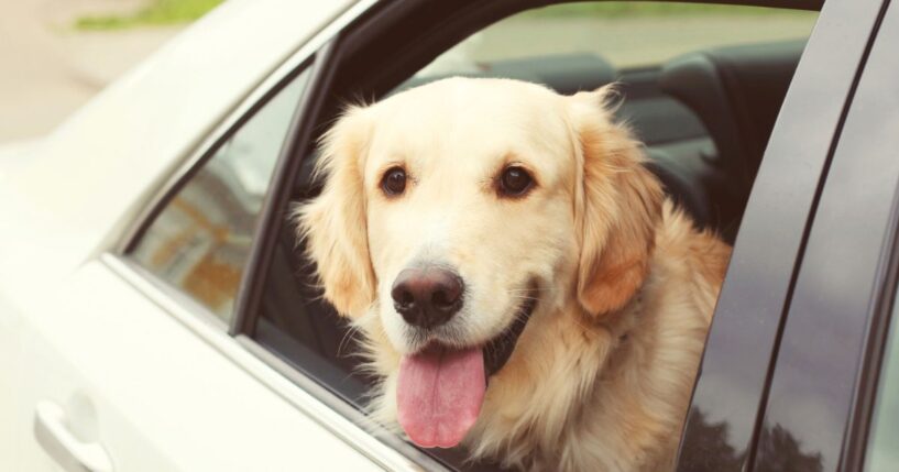 A young golden retriever sitting in a car looking out the window.