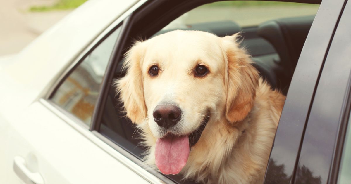 A young golden retriever sitting in a car looking out the window.