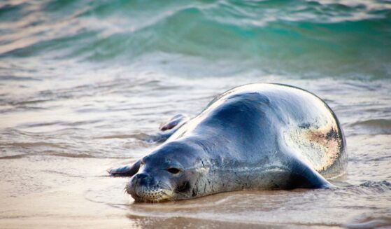 A resting Hawaiian monk seal on the beach of Kauai, Hawaii.